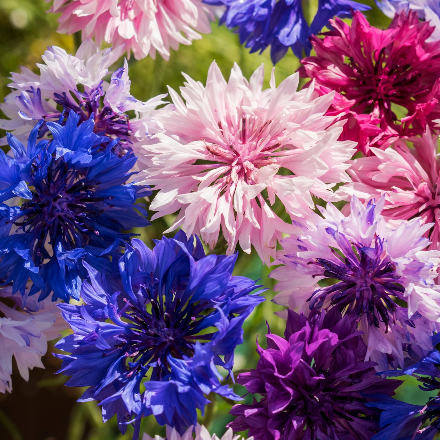 Cyanus Double Mixed Colors Bachelor Button flower seeds fully grown and blooming in shades of pink, blue, purple and white. Ferry Morse