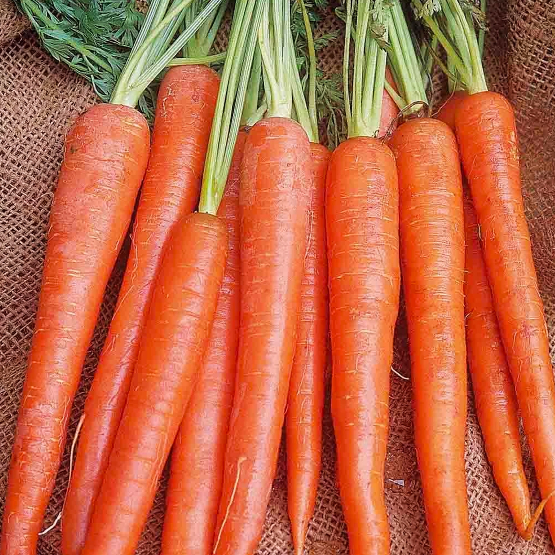 Long Imperator #58 Carrot Seeds matured and harvested from Ferry-Morse