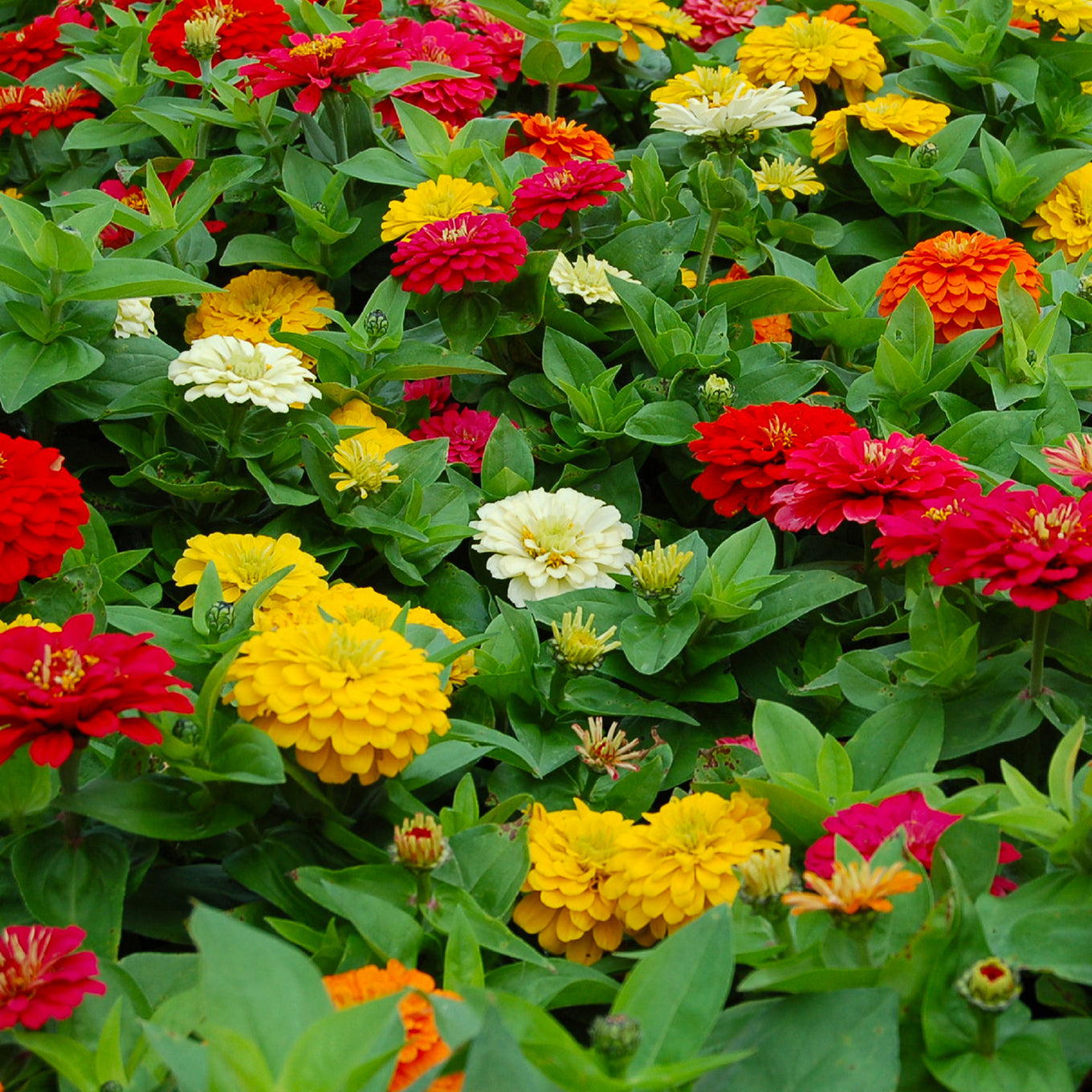 A sea of State Fair Zinnias blooming in colors of pink, yellow, red, and white. Picture shows matured zinnias.