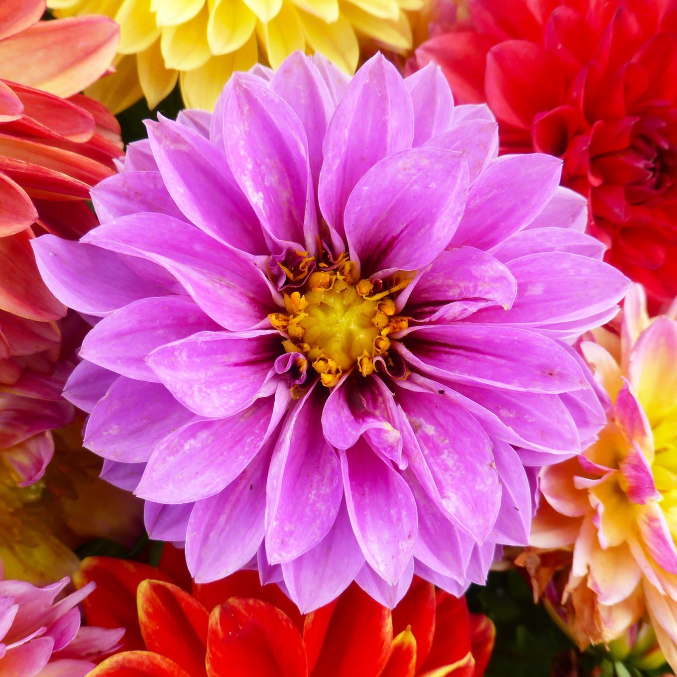Unwin's Dwarf Mixed Colors Dahlia Flower seeds, picture shows beautifully blooming dahlia amongst other vibrant dahlias.