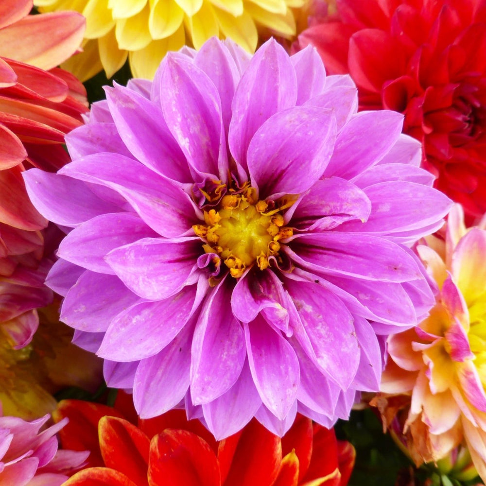 mixed dahlia seeds Dahlia Unwin's Dwarf Mixed Colors Seeds 500mg from Ferry-Morse Seeds