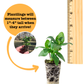 Annual Flower Kit with Geranium Ivy Deep Pink & Coleus FlameThrower Serrano Plantlings Live Baby Plants 1-3in., 12-Pack