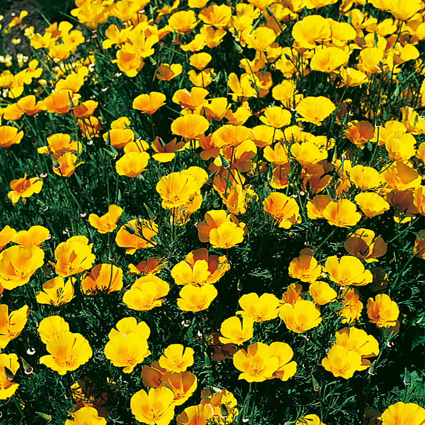 Extra Golden California Poppy flowers in a sea of beautiful bluish-green foliage. Picture shows mature California poppies.