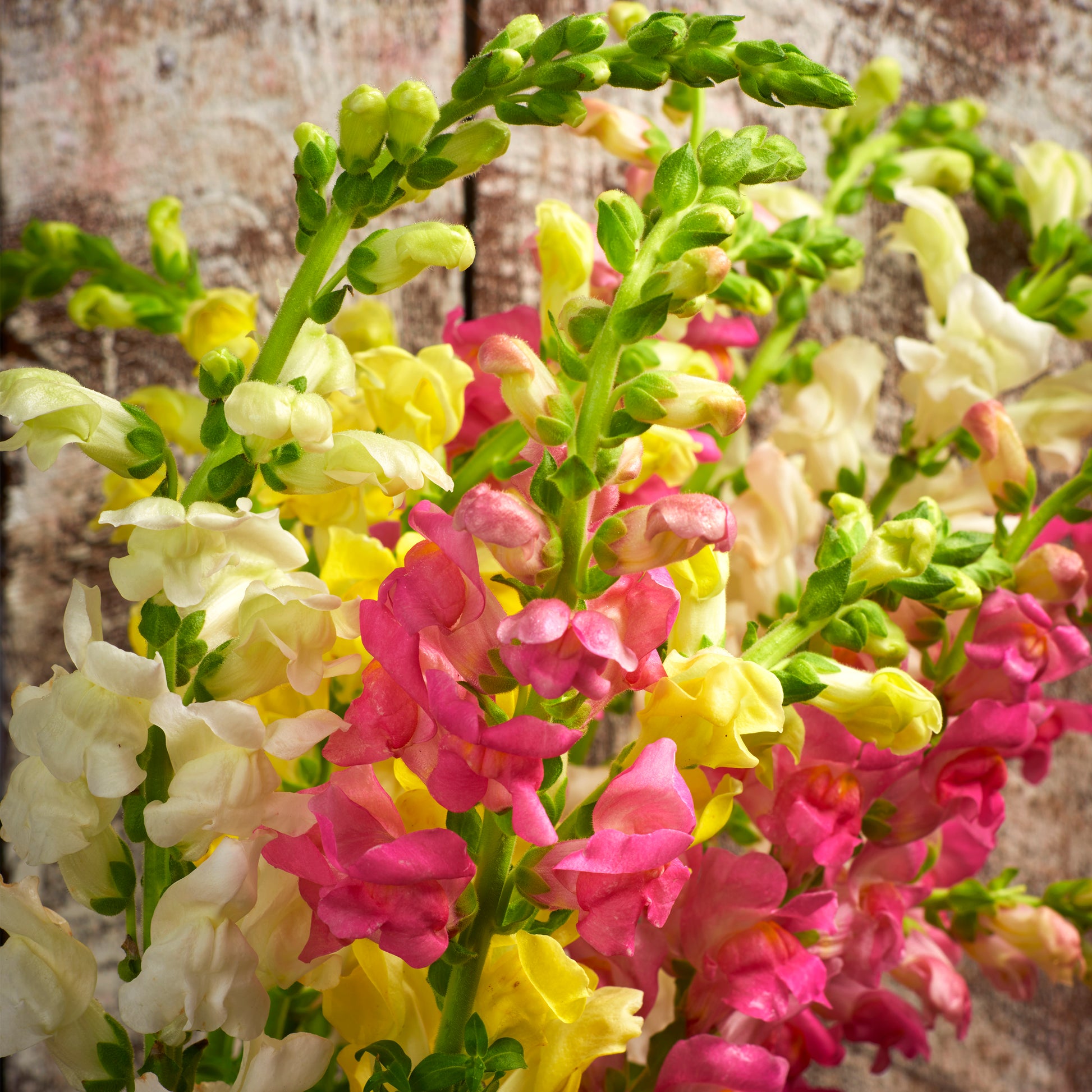 First Ladies Mixed Colors Snapdragon seeds fully mature and blooming_Ferry Morse