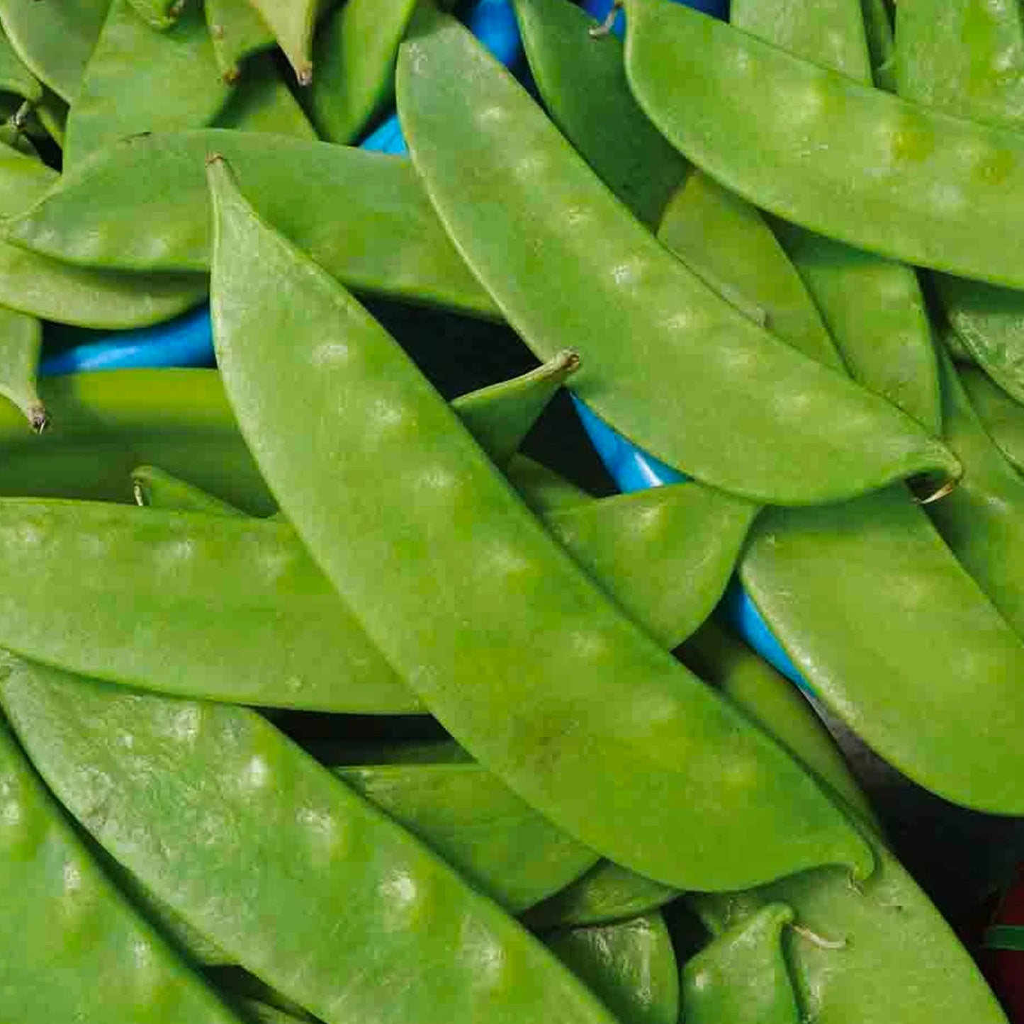 Melting Sugar Peas Pods close-up; picture of fully matured and harvested pea.