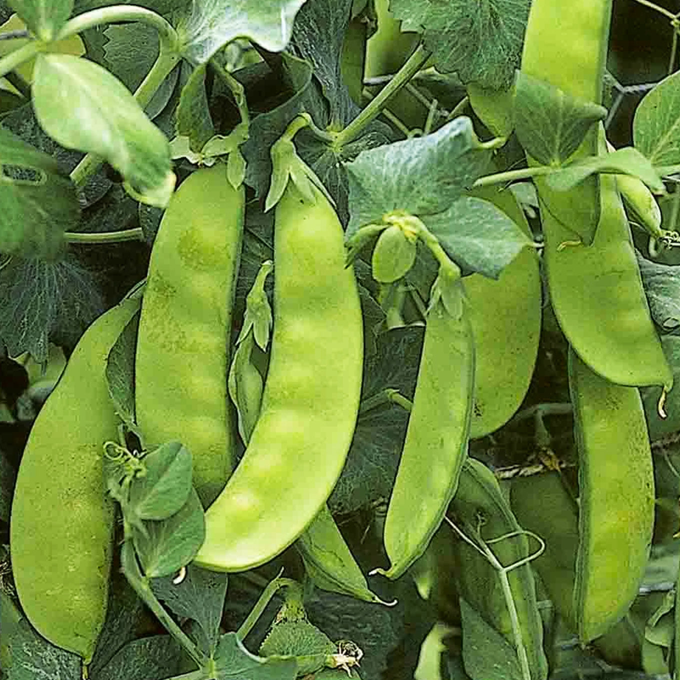 Taichung Tc 11 Snow Peas Seeds grown into snow pea plant with pods ready for picking.