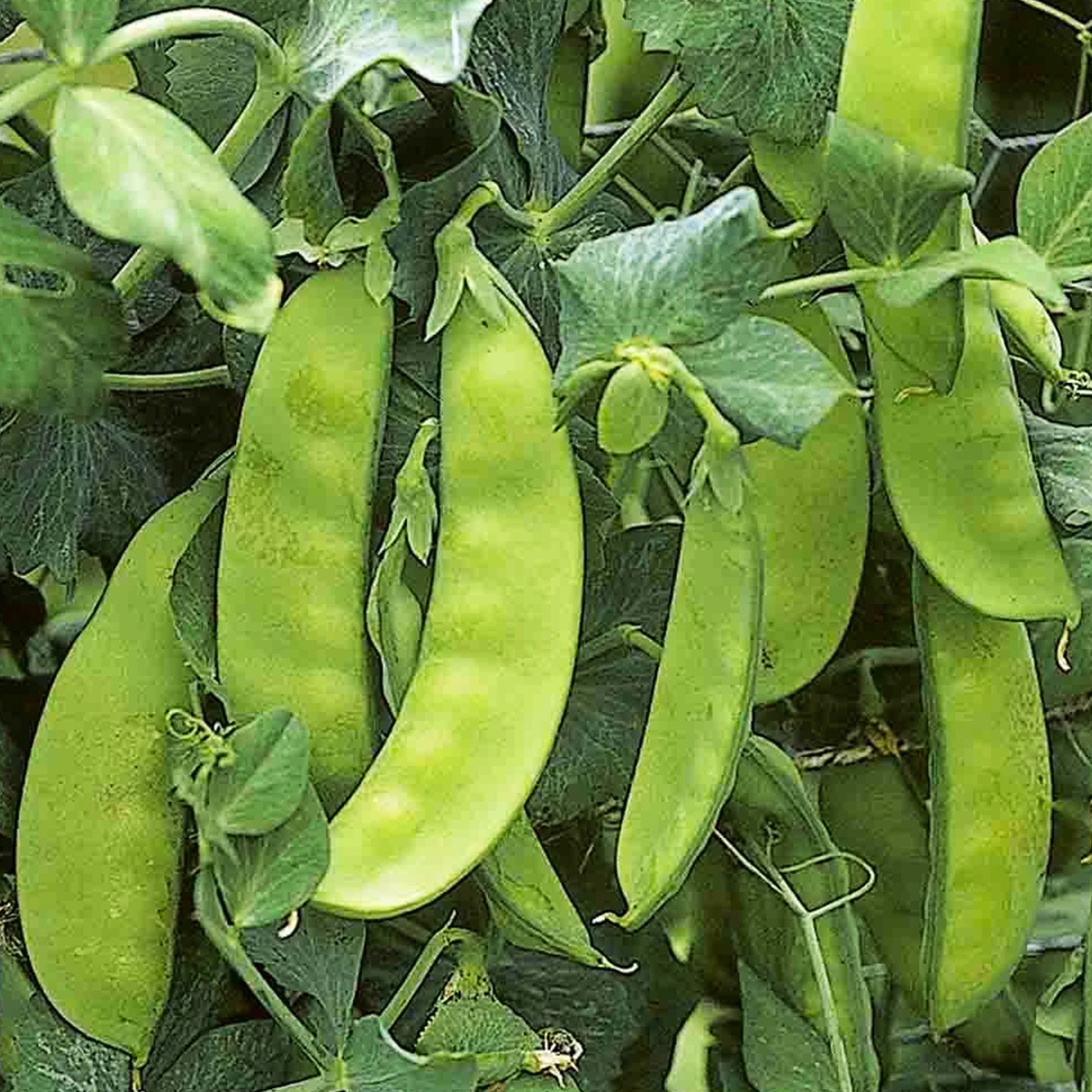 Snow Pea Seeds, Taichung Tc 11 – Ferry-Morse Home Gardening Since 1856