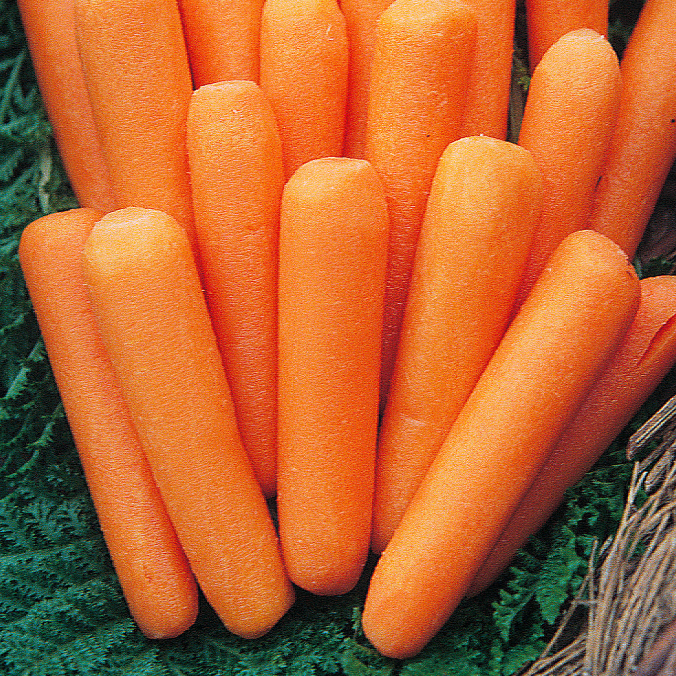 Mezza Lunga Nantese Carrot seeds fully matured and harvested, ready for eating!
