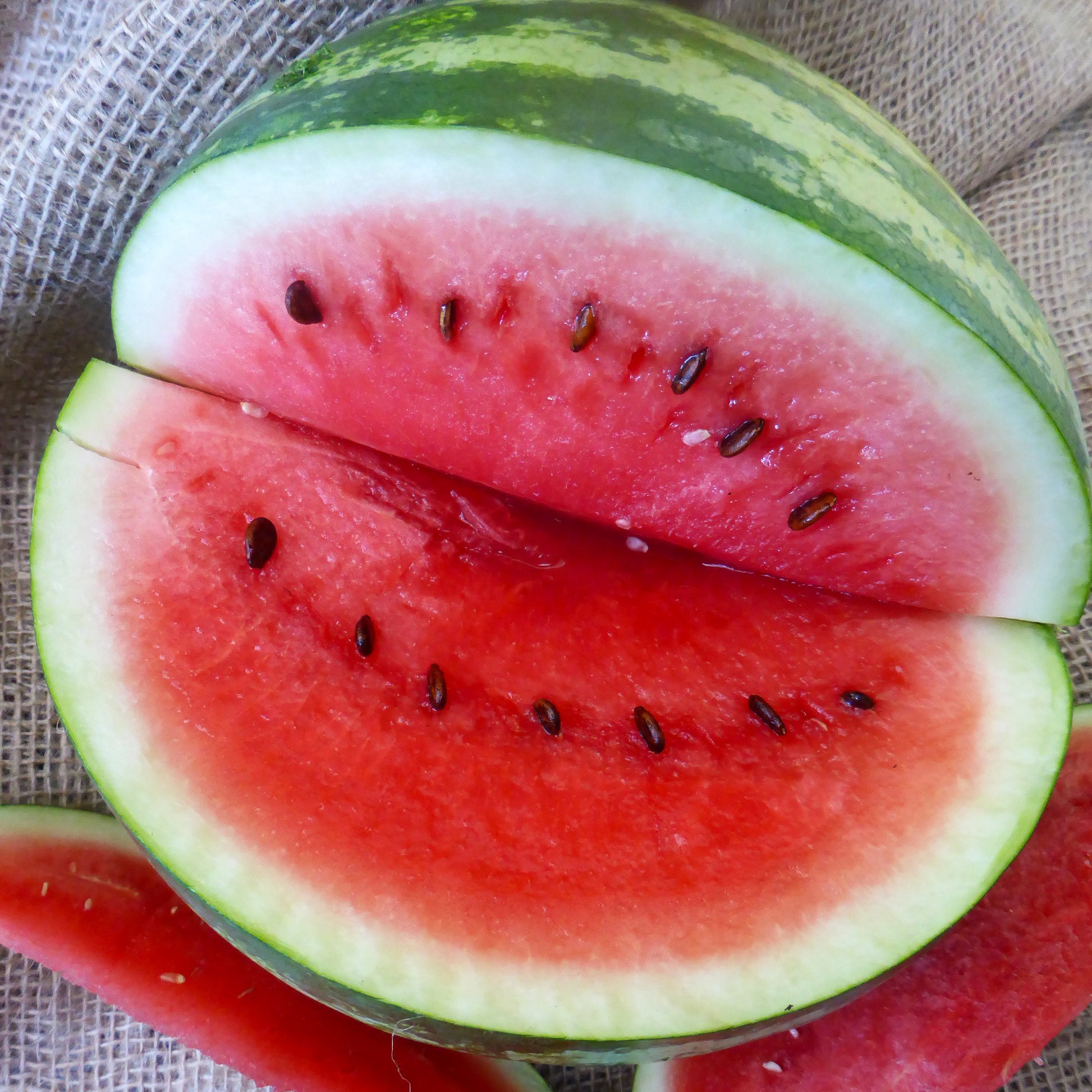 Black Diamond Heirloom Watermelon seeds fully matured and a delicious watermelon has been harvested from the plant they grew into! Closeup of watermelon with a quarter open to see inside.