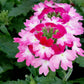 Verbena Wicked Hot Pink Plantlings Live Baby Plants 1-3in., 6-Pack