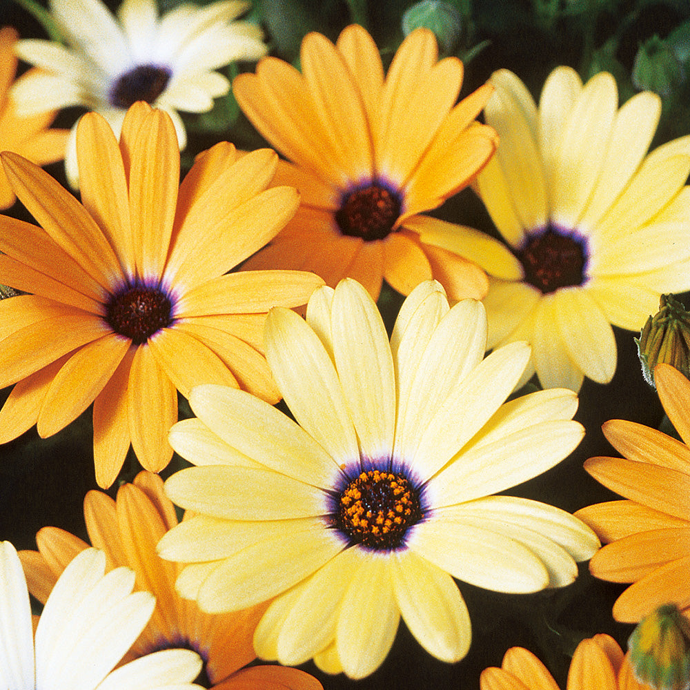 A picture of matured and blooming African Daisy flowers grown from Ferry Morse African Daisy Mixed Colors Seeds which is a variety of African Daisies with beautiful orange and yellow tones.