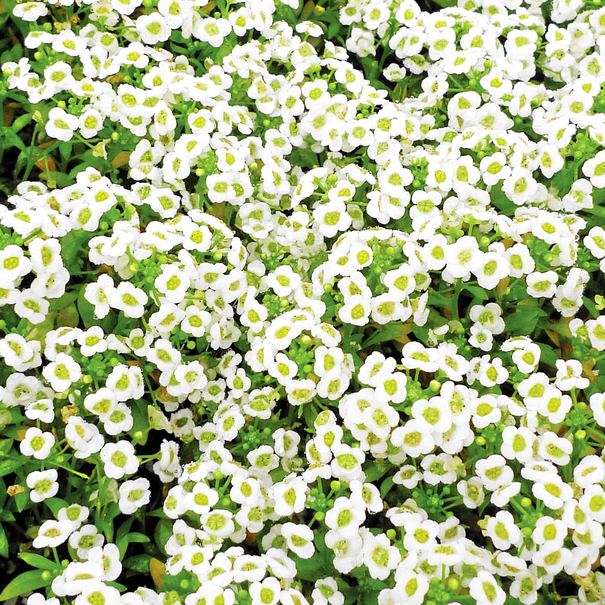Carpet of Snow alyssum flowers blooming in their tiny beautiful white clusters. Matured plant is displayed.
