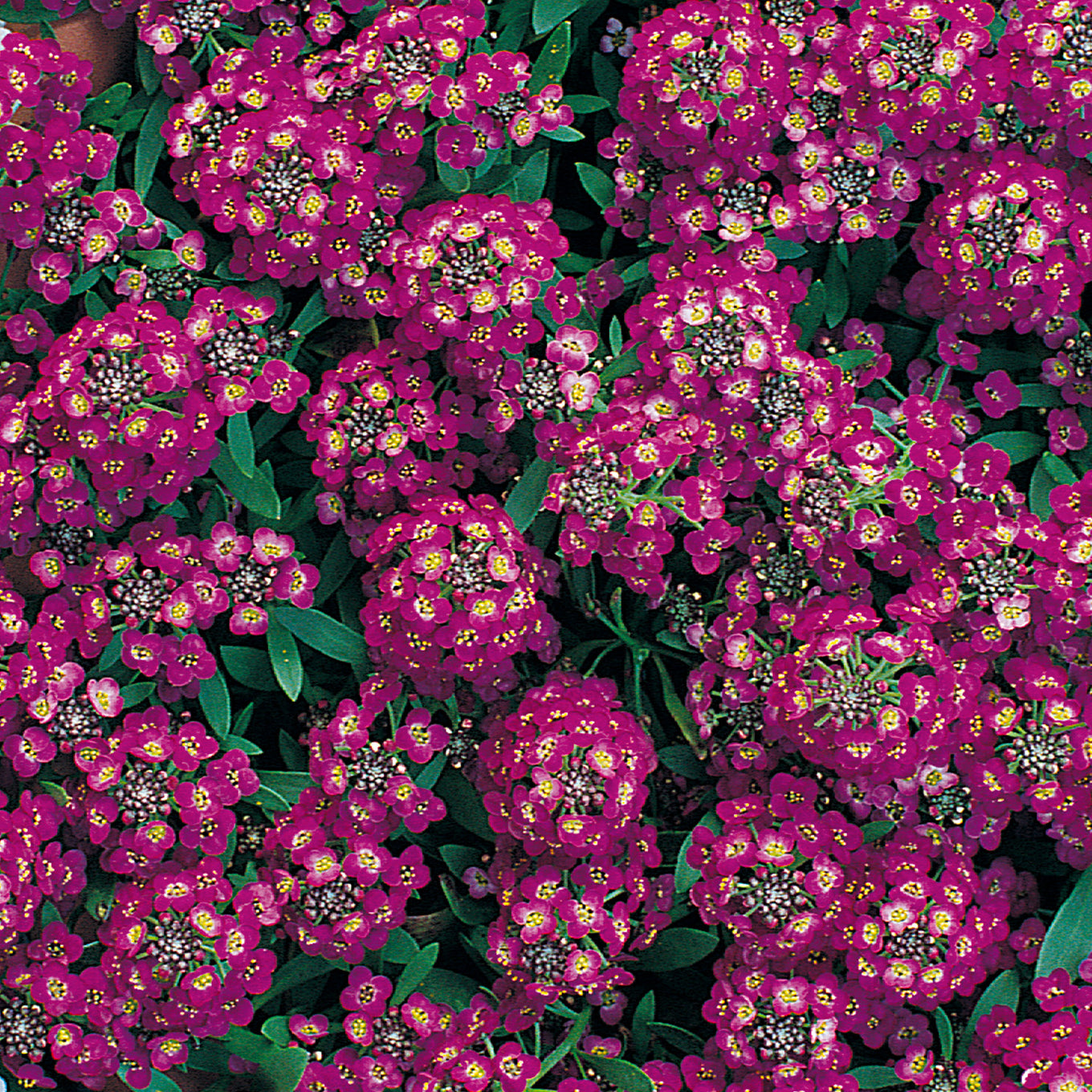 Royal Carpet Alyssum flower seeds from Ferry-Morse, fully grown and blooming their beautiful purple blossoms.