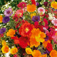 Mix Annual Cut Flowers Seeds fully matured and blooming, newly cut and turned into a beautiful, colorful bouquet.