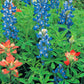 A closeup of a field of blooming Texas bluebonnet flowers.