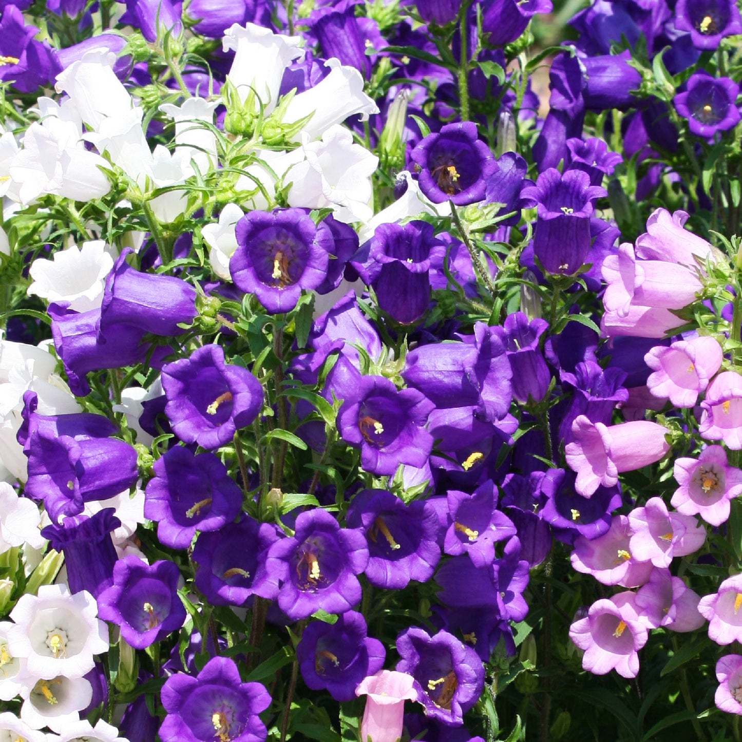 Calycanthema Canterbury Bells seeds fully grown and blooming. Picture shows blooming canterbury bells in purple, pink and white.