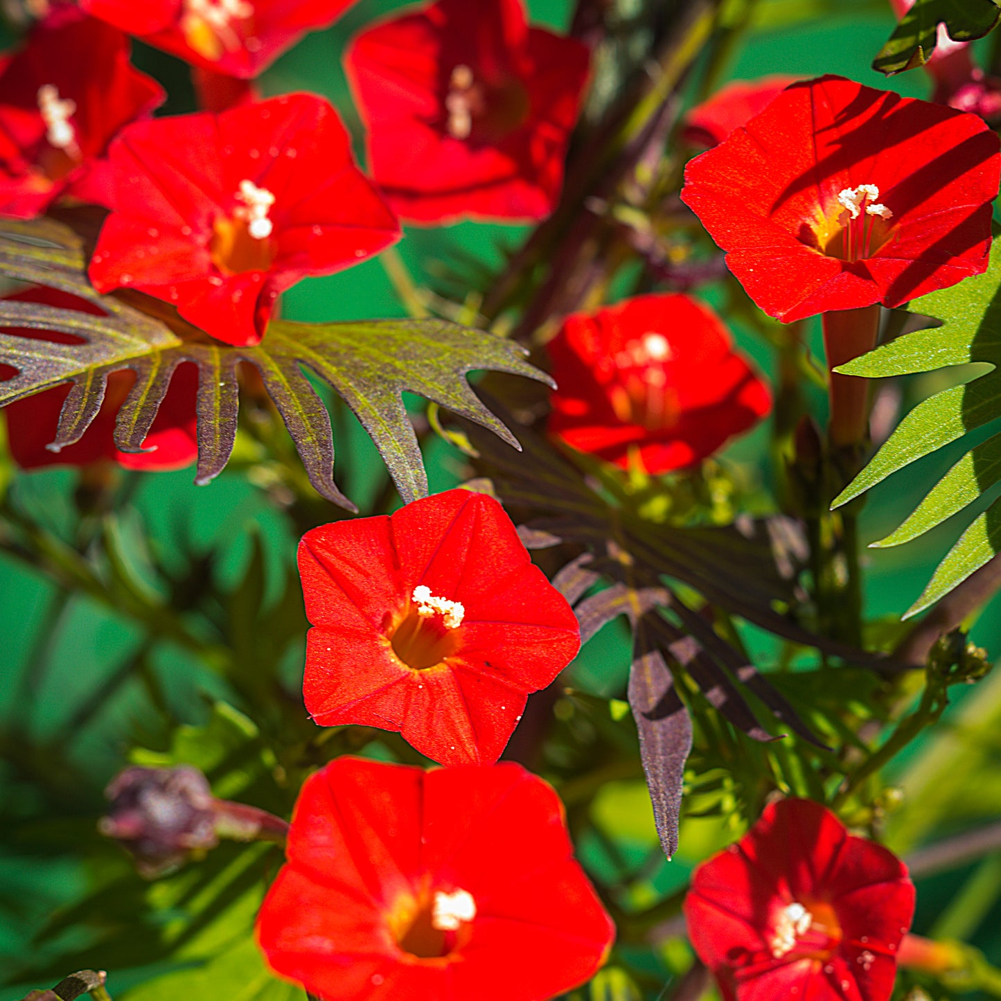 Vining Cardinal Climber blooming against its gorgeous green foliage. Picture shows mature plant.