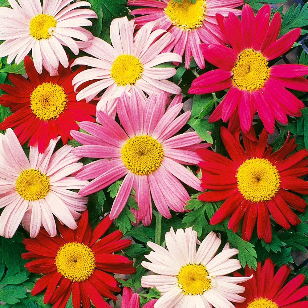 Single Mixed Colors Painted Daisy seeds fully matured and blooming brightly in shades of red, pink and white with a vibrant yellow daisy center.