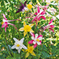 McKanas Giant Mixed Colors Columbine flower seeds fully matured and blooming exotic-looking flowers in pink, purple, white and yellow bi-colors.