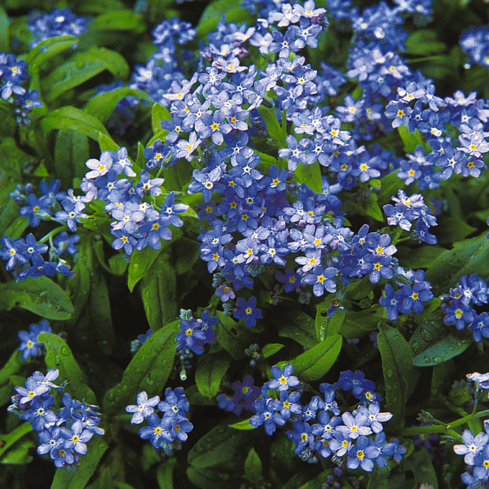 Forget Me Not Flower seeds fully matured and blooming their beautiful celestial blue colored flowers against green foliage.