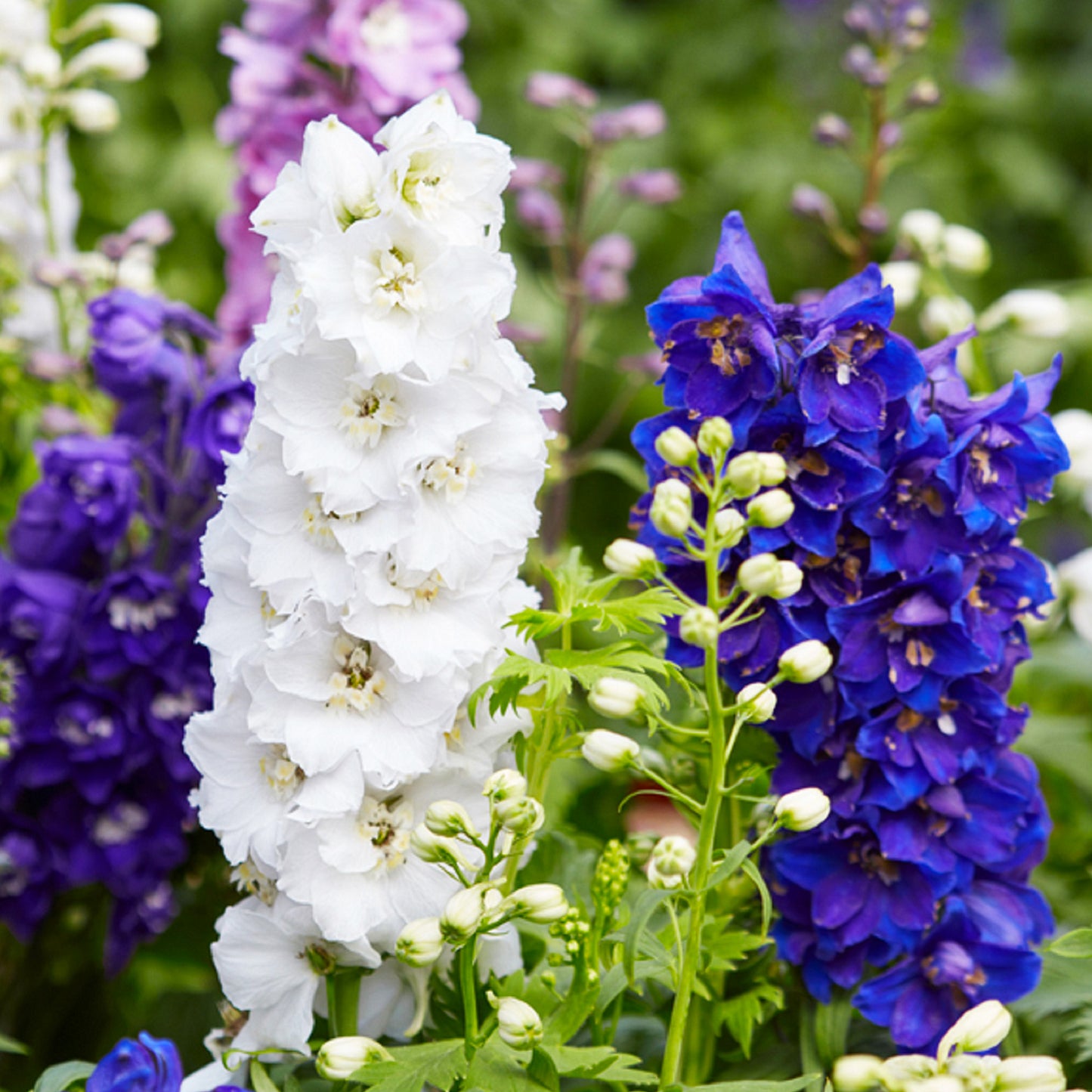 Pacific Giants Mixed Colors Delphinium seeds fully matured and blooming gorgeously regal colors of blues, purples and whites.