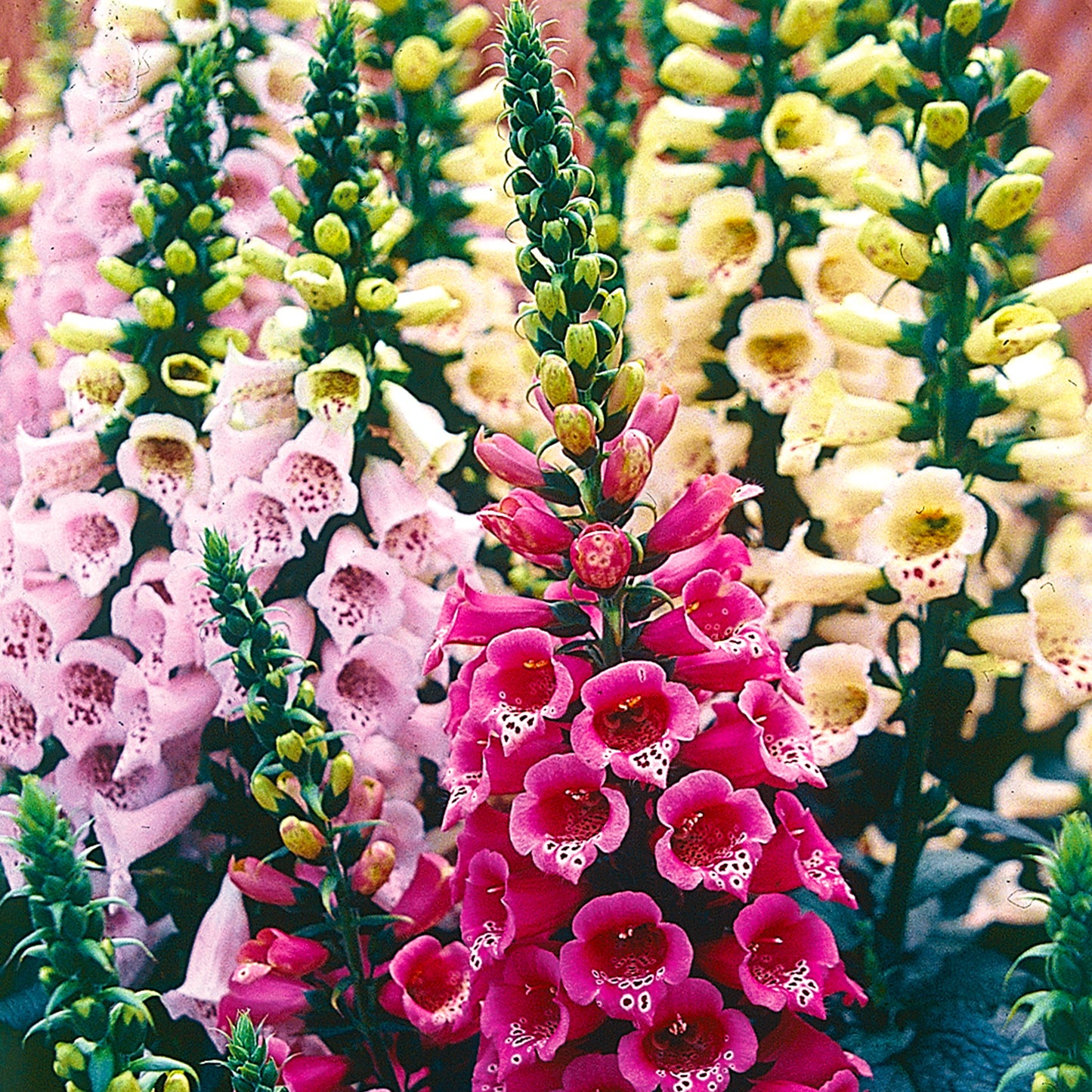 Hybrid Mixed Colors Excelsior Foxglove seeds fully matured and blooming their bell-shaped, pastel colored flowers.