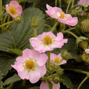 Strawberry Roman Pink Plantlings Live Baby Plants 1-3in., 3-Pack