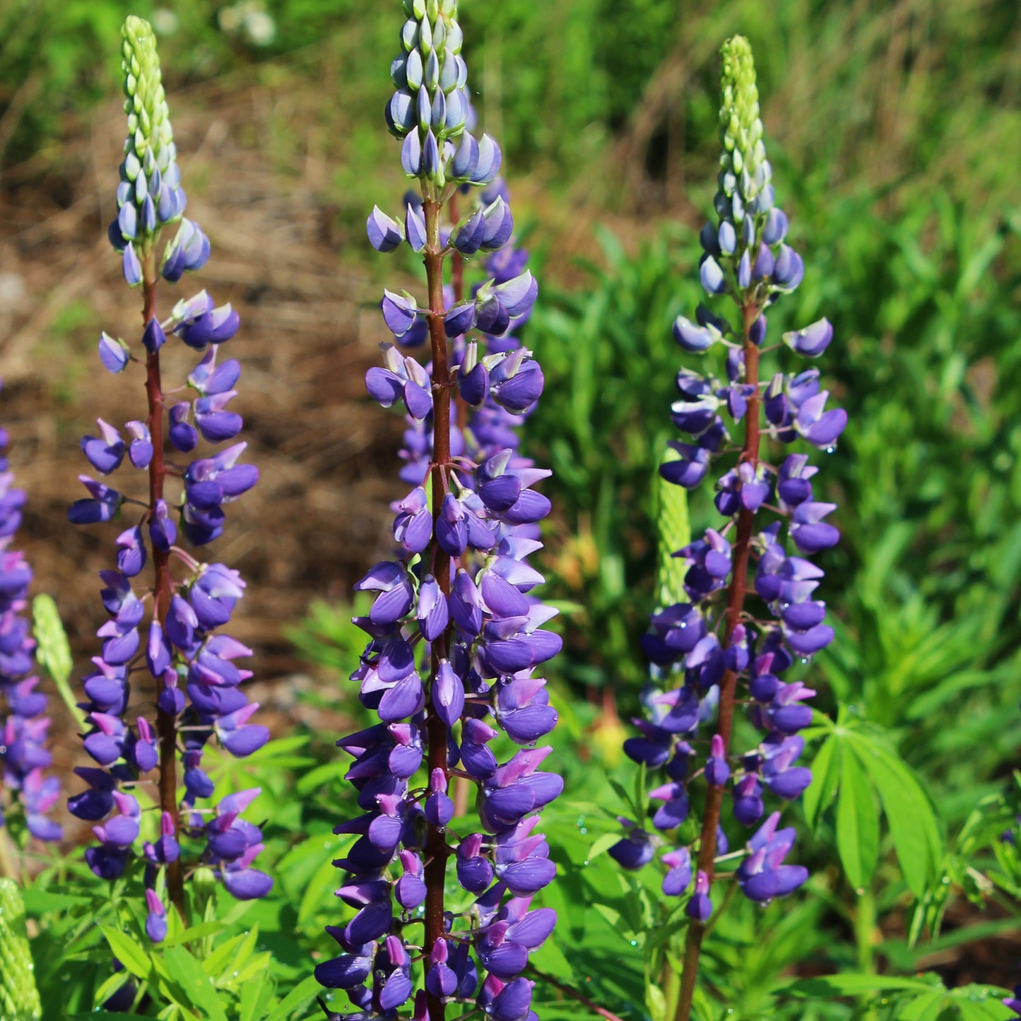 Russells Hybrid Mixed Colors Lupine seeds fully matured and blooming on their tall stalks in a garden.