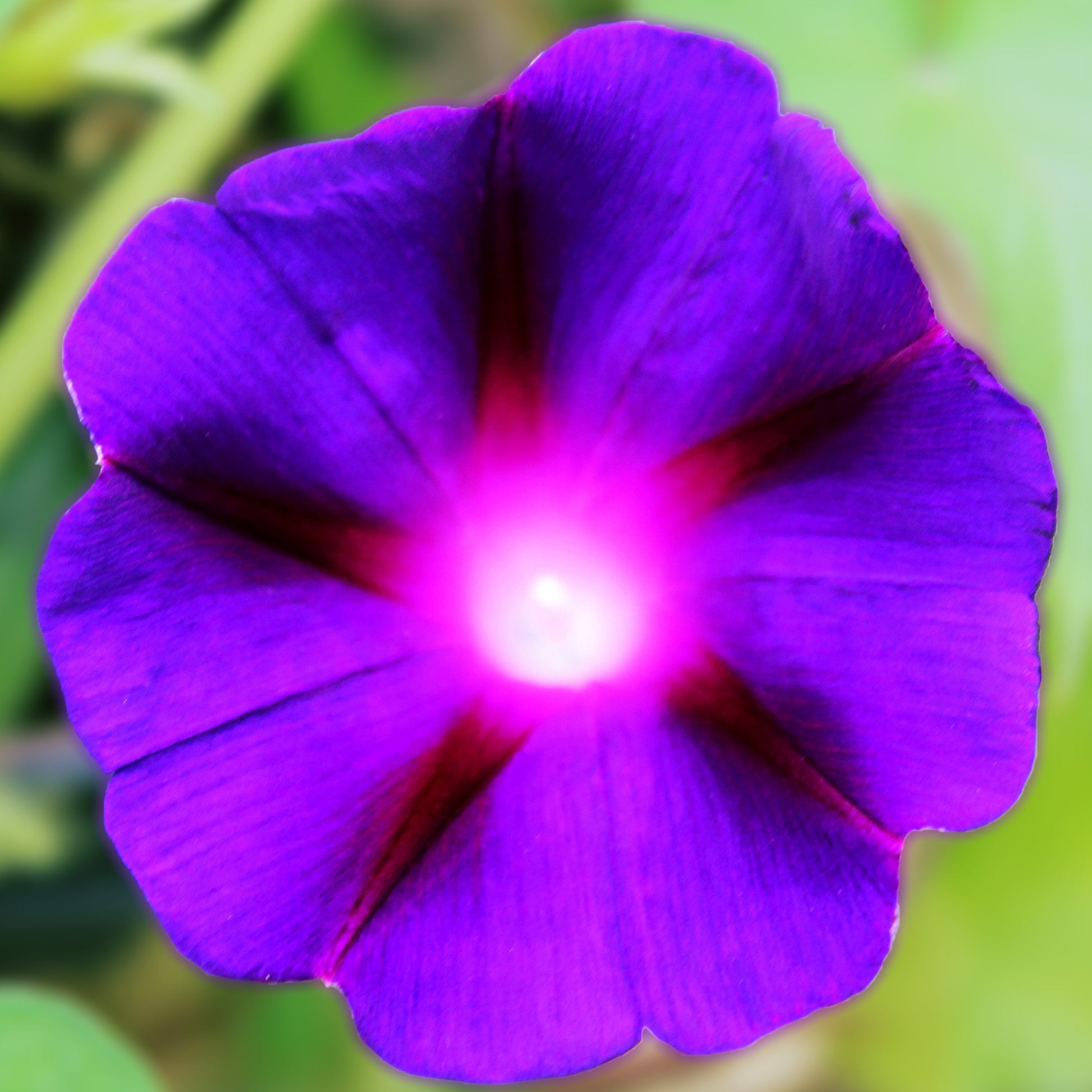 Grandpa Ott Morning Glory Flower seeds fully matured and blooming their dramatic deep purple, trumpet-shaped blooms.