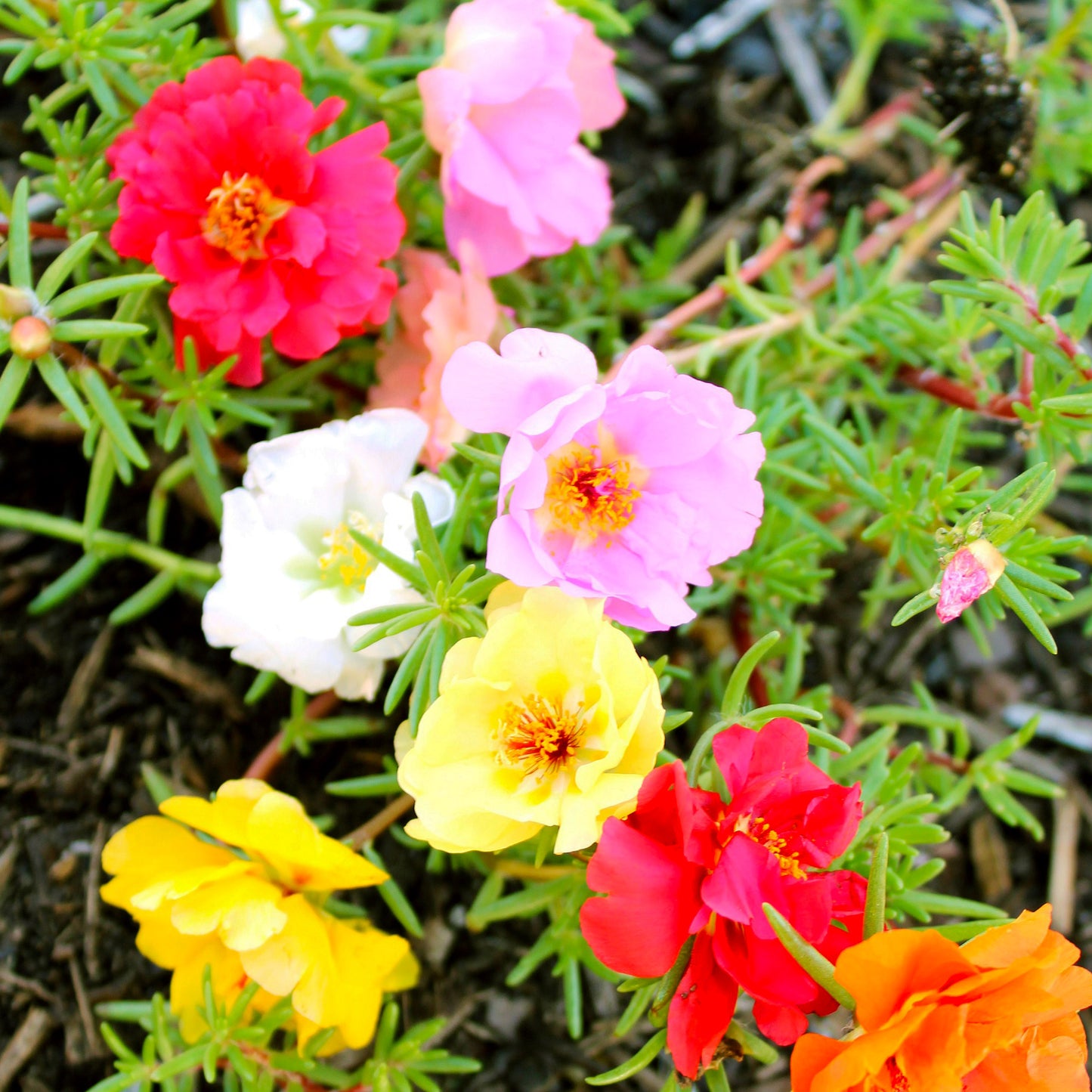 Portulaca Double Mixed Colors Moss Rose flower seeds fully matured and blooming their beautiful shades of pink, red, yellow, white and more.