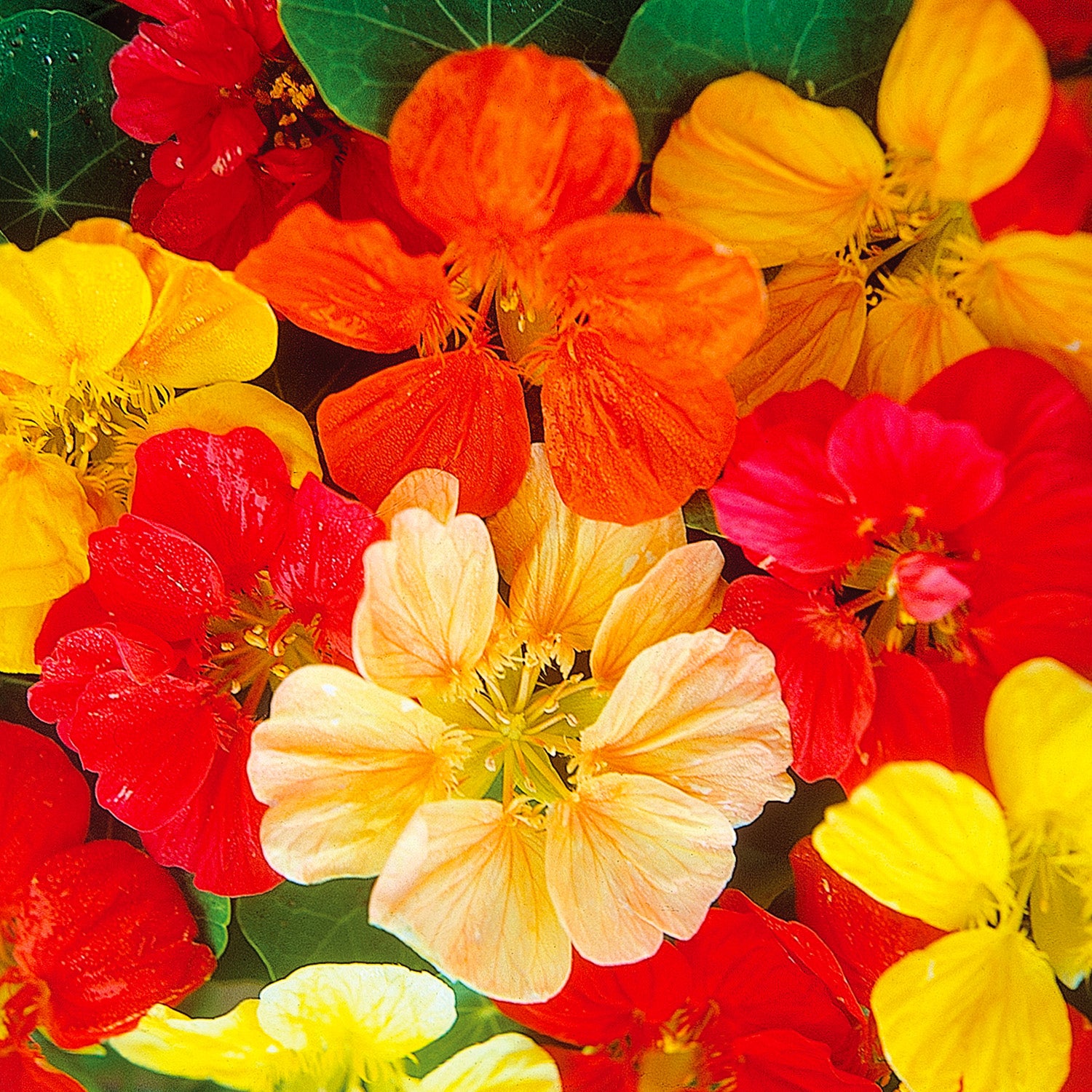 Jewel Mixed Colors Nasturtium seeds fully mature and blooming beautiful colors of yellow, orange, red and off-white.