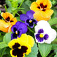 Swiss Giants Mixed Colors Pansy seeds fully matured and flowering with colors of purple, yellow, orange and white. Distinct pansy markings show on petals.