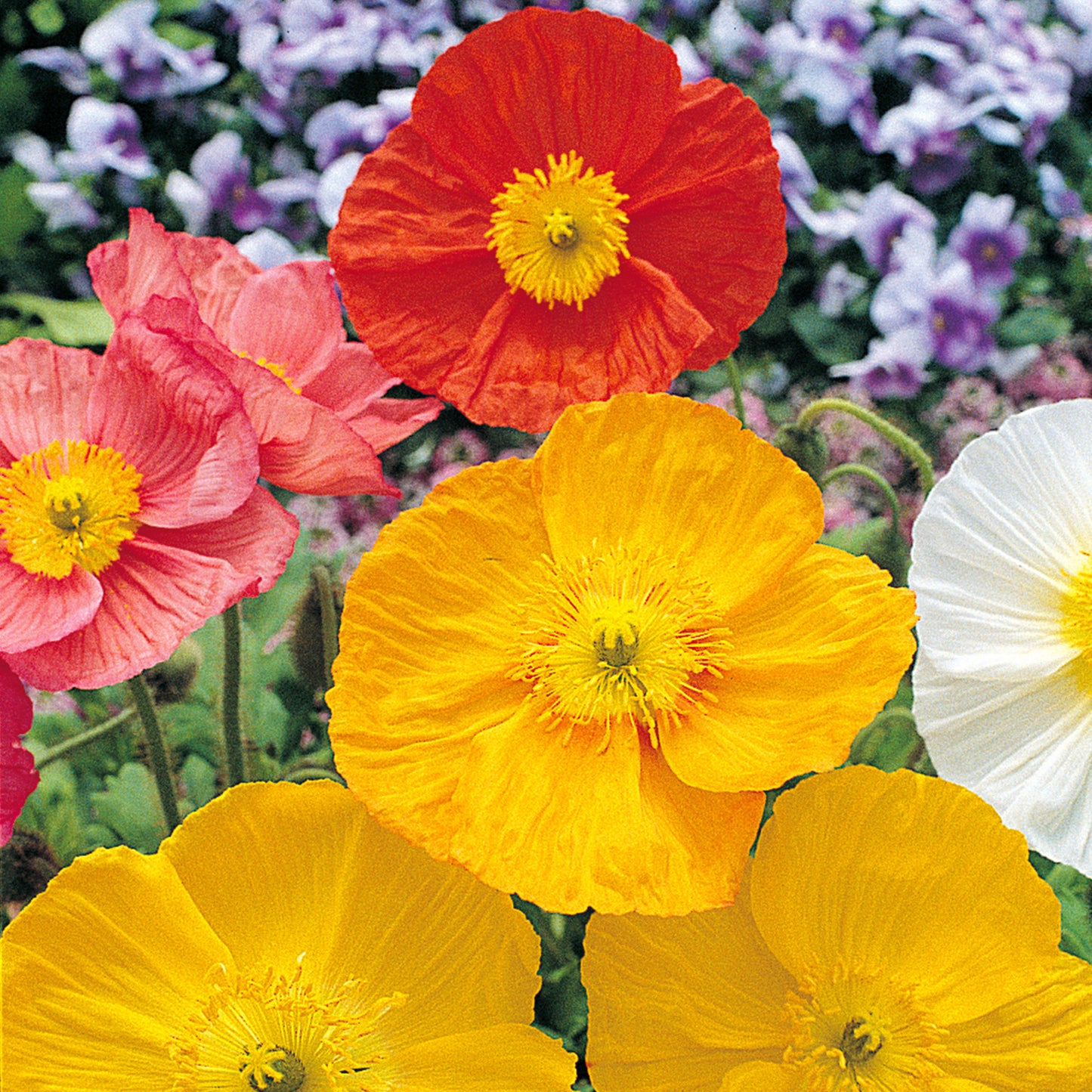 Mixed Colors Iceland Poppy Flowers matured and blooming their beautifully, silk textured blooms in colors of white, salmon pink, red and yellow.