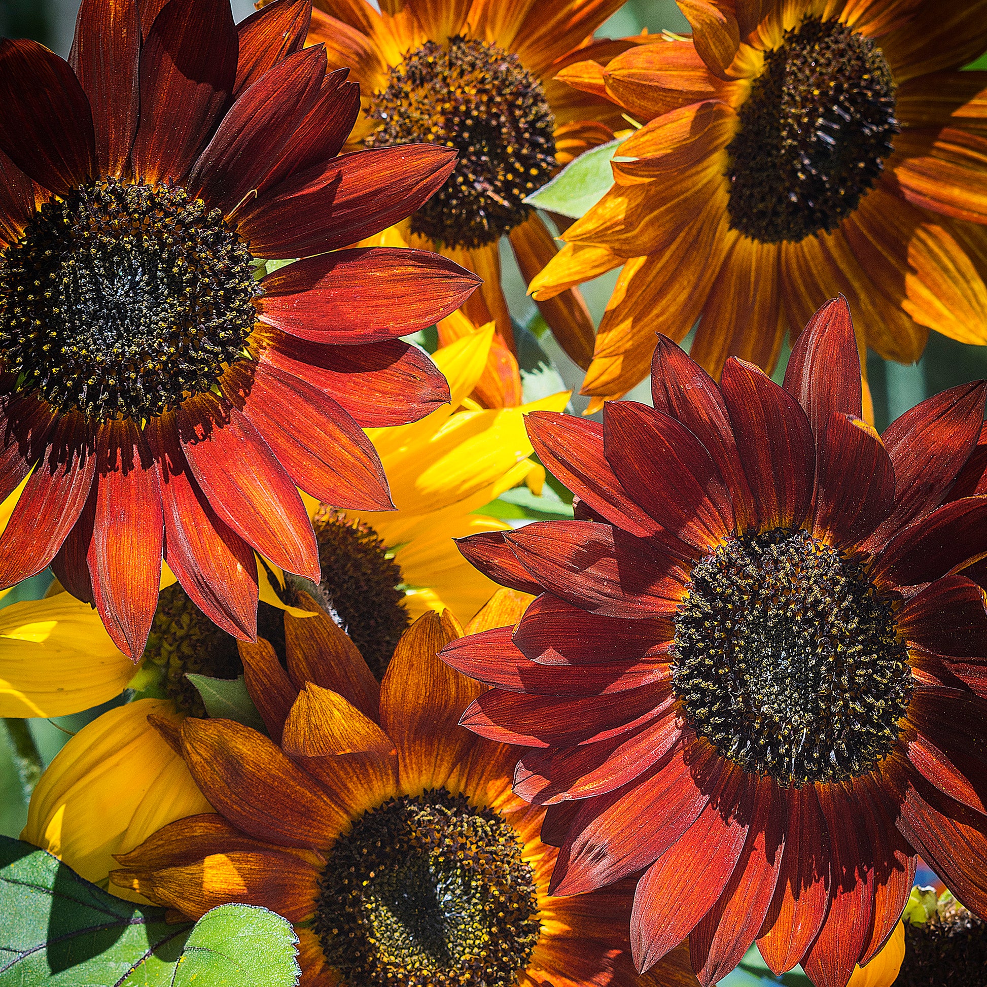 Evening Sun Mixed Colors Sunflowers seeds_fully matured and blooming vibrant multicolored petals.