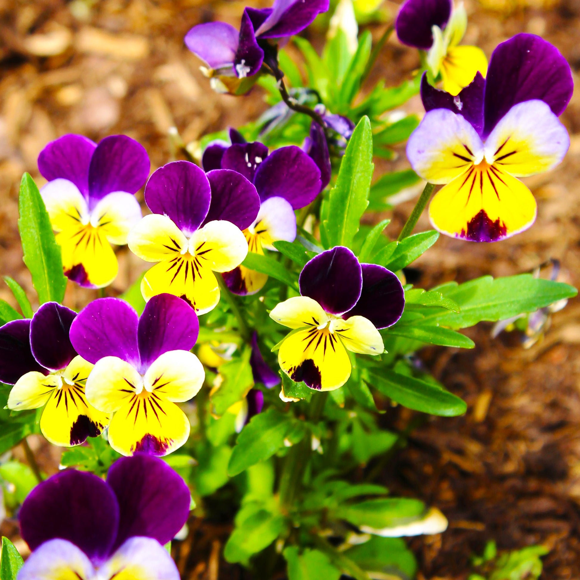 Helen Mount Johnny Jump Up seeds matured and flowering beautiful hues of purple, white, and yellow.