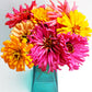 Giant Cactus Flowered Mixed Colors Zinnia seeds matured, blooming and cut sitting inside of a vase for reference of how full these zinnia blossoms get.