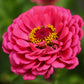 Giant Double Enchantress Zinnia seeds fully matured and blooming elegantly against a vivid green background.