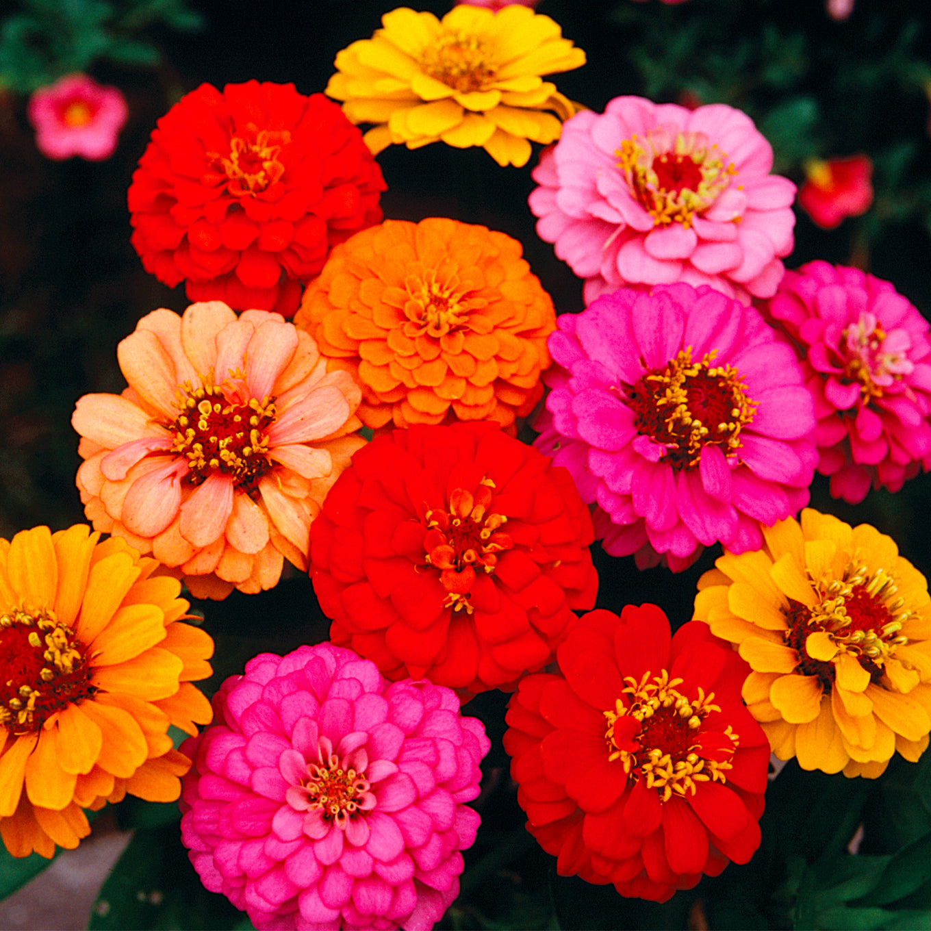 Lilliput Mixed Colors Zinnia seeds from Ferry Morse_fully matured, blooming and cut for a gorgeous bouquet