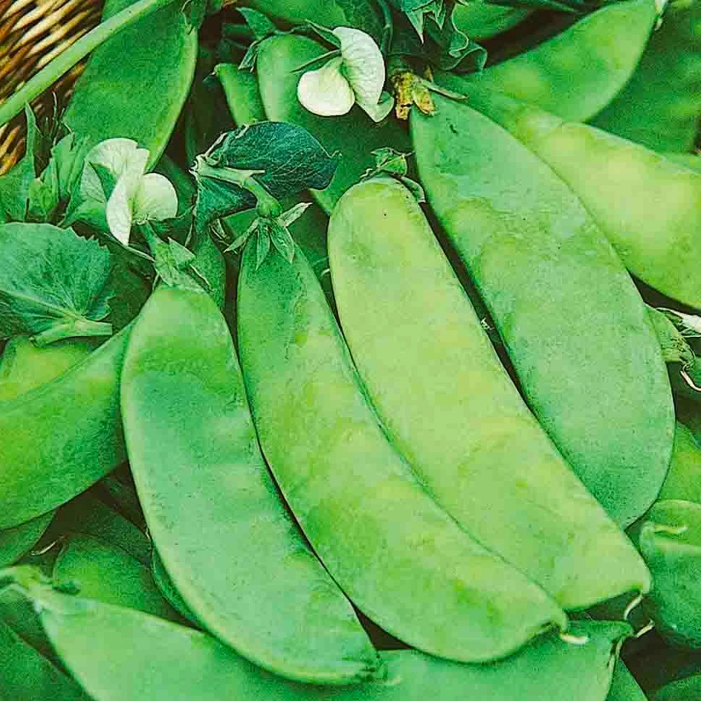 Oregon Sugar Pod Pea seeds fully grown, matured and freshly picked.