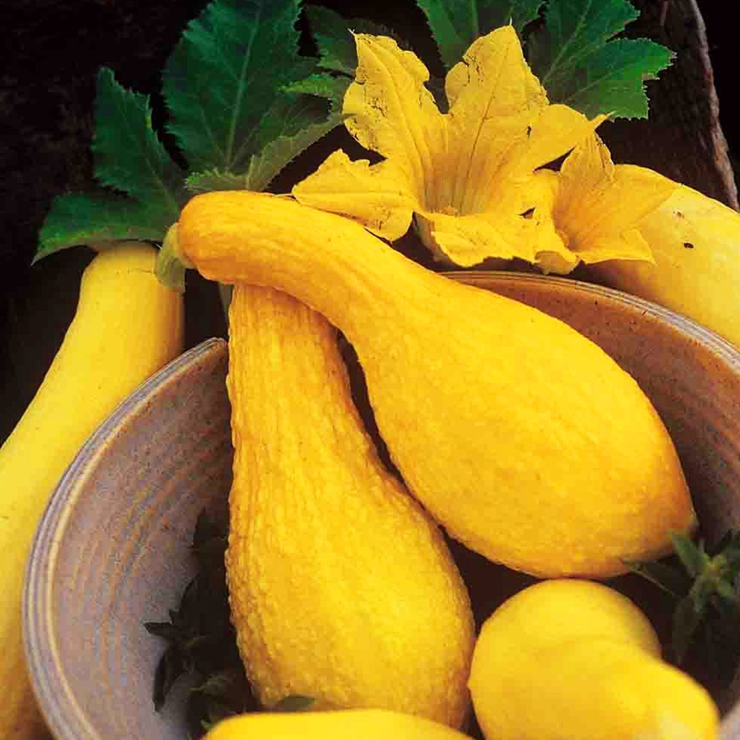 Yellow Summer Crookneck Squash Seeds from Ferry Morse Home Gardening