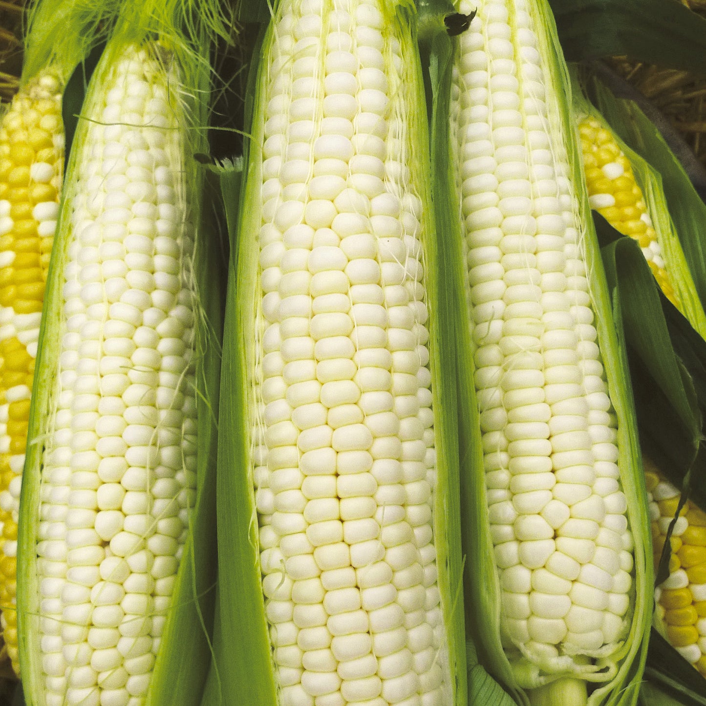 Hybrid Silver Queen Sweet Corn seeds fully matured and harvested, a close-up of an open husk.