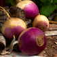 White Globe Purple Top Turnips close-up photo with beautiful purple tops bleeding into white roots on this globular vegetable.