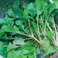 Seven Top Turnip seeds from Ferry Morse, fully grown and harvested.
