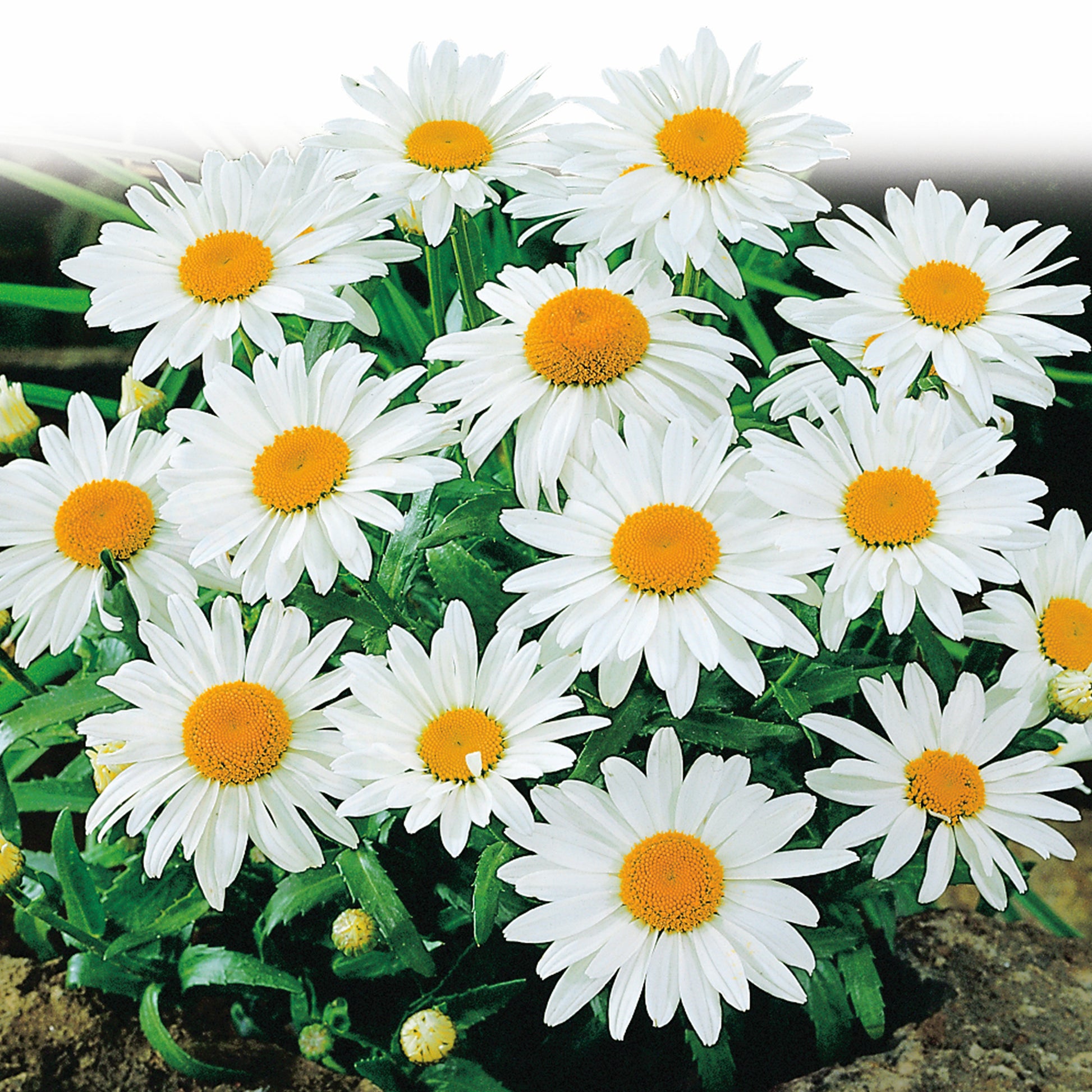 Shasta Daisy Seeds fully grown, matured and blooming their gorgeous white petals with buttery yellow center.