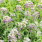Alyssum Pastel Carpet fully matured and blooming beautifully with its lavender, white and pink colored clusters of flowers.