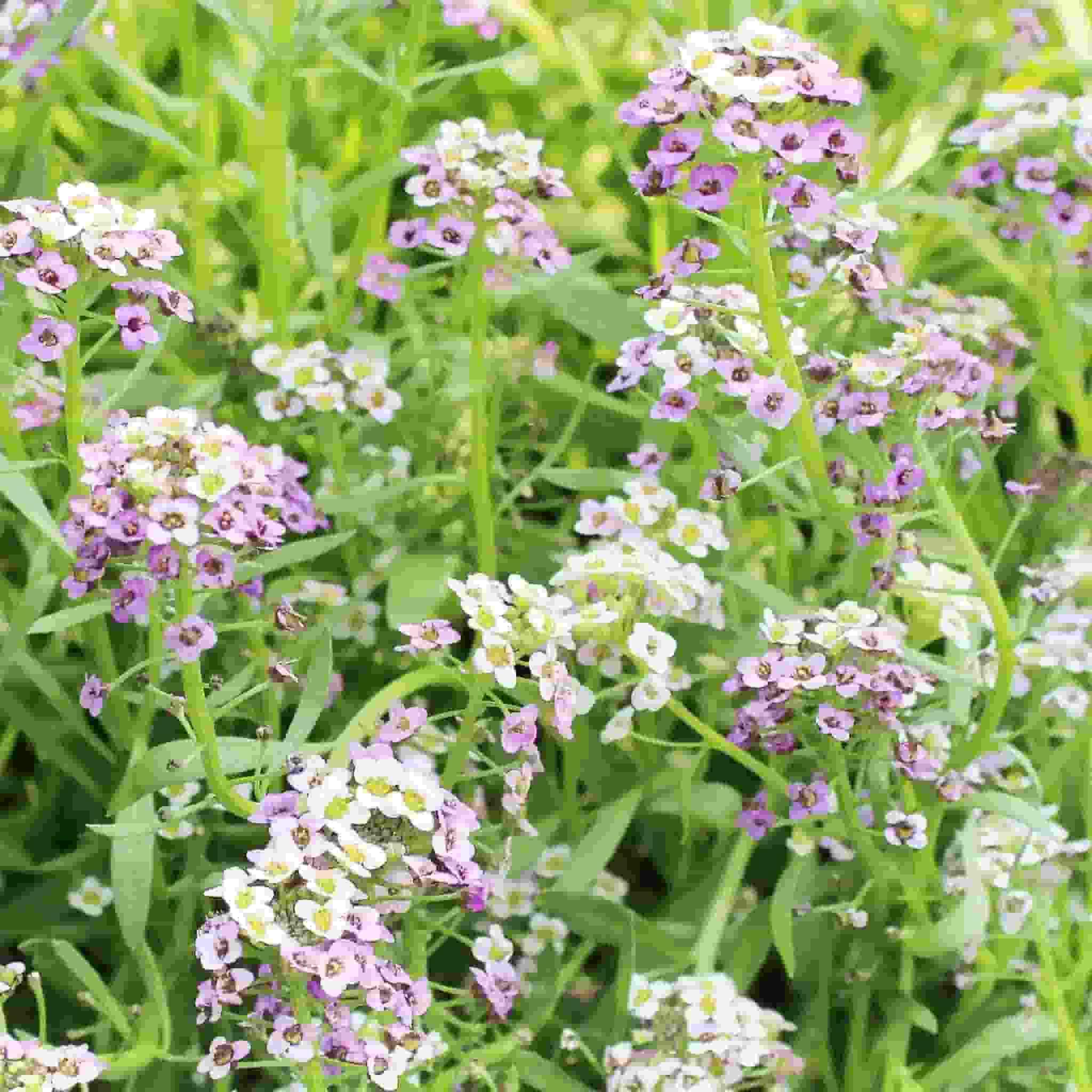Alyssum Pastel Carpet fully matured and blooming beautifully with its lavender, white and pink colored clusters of flowers.