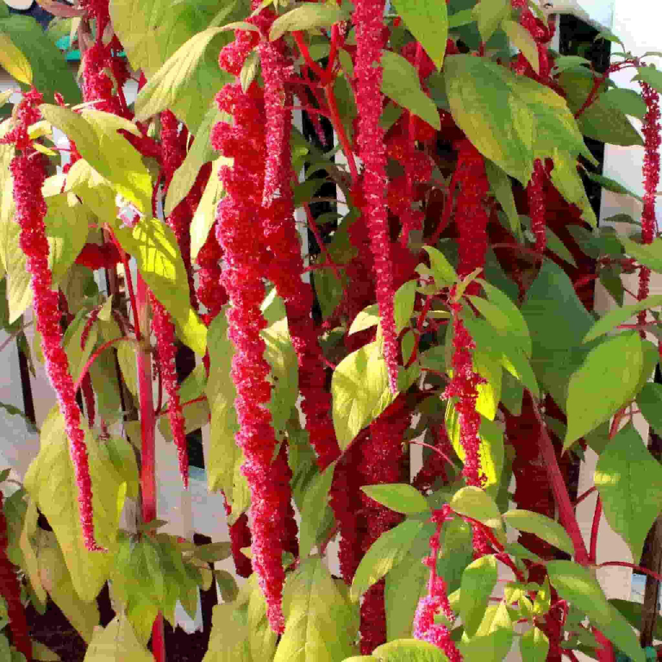 Ferry Morse Amaranth Love Lies Bleeding Flower Seeds_image depicts a fully matured amaranth with beautiful, cascading red flowers.