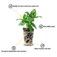 Petunia Easy Wave Plum Vein Plantlings Live Baby Plants 1-3in., 6-Pack