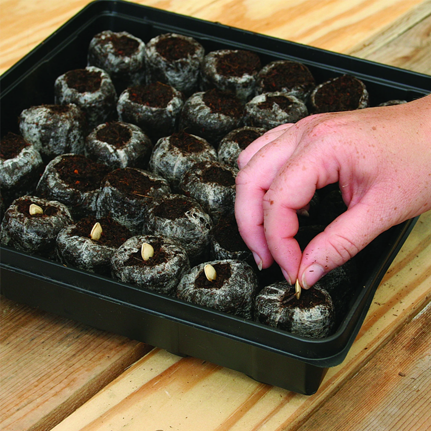 Seed starting greenhouse, close-up of gardener sowing seeds in expanded peat pellets.