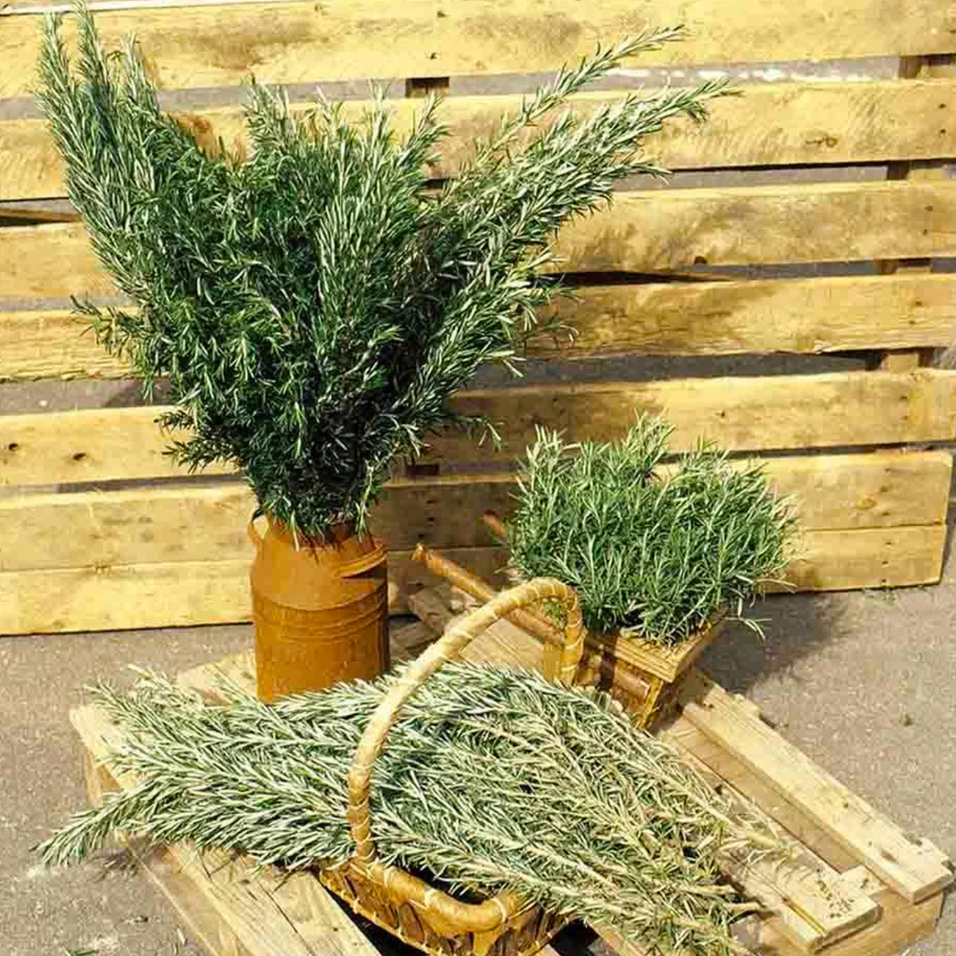 Barbecue Rosemary plant fully matured and harvested sitting in a tin on wooden pallets.